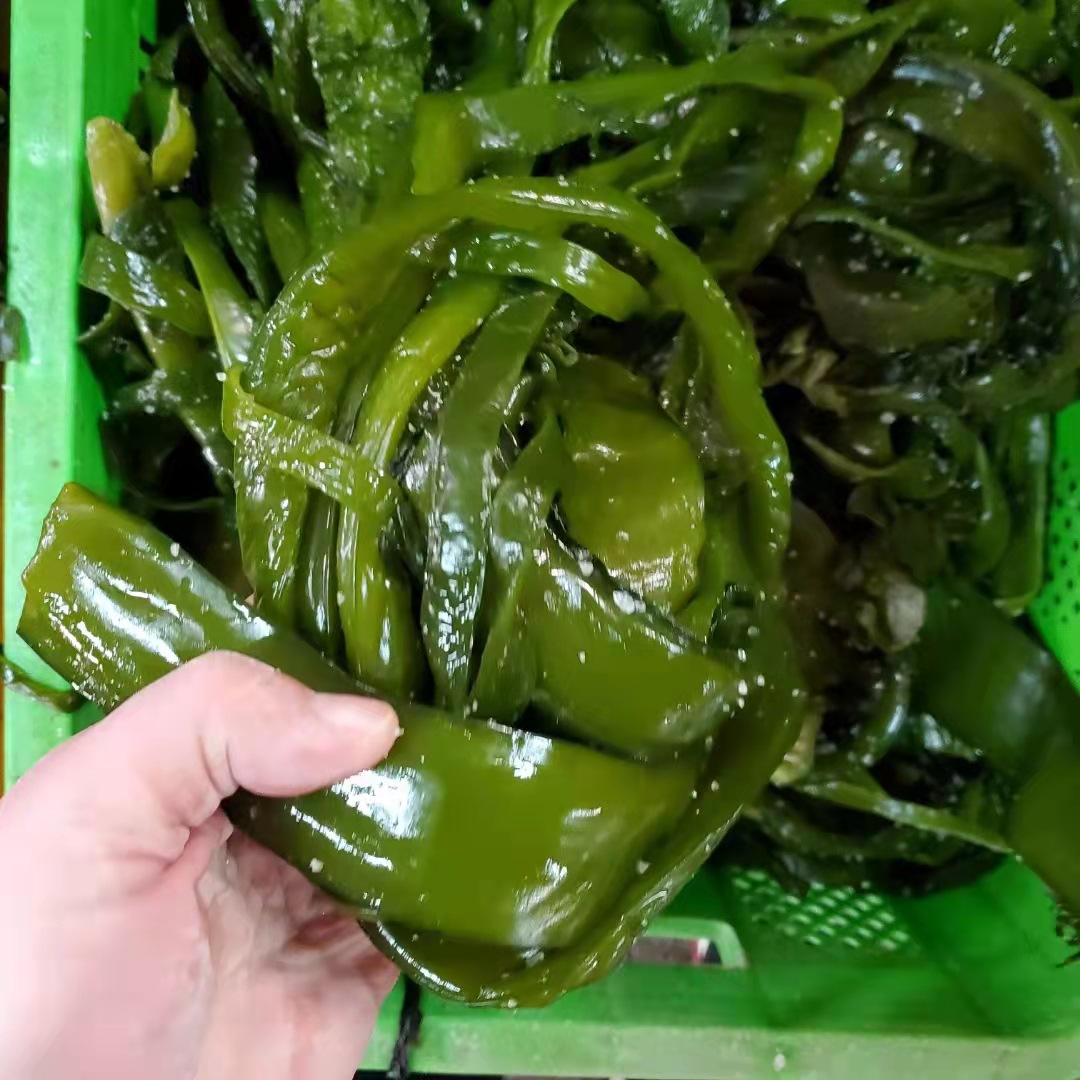 2022年新品 海白菜5斤