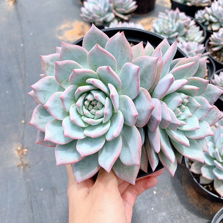 678基地批发多肉植物系列 状态乌拉克拉群盆10cm多肉品种-报价