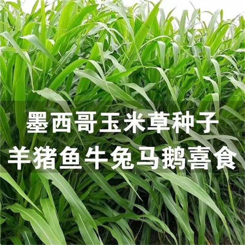 墨西哥玉米草种籽牧草种子猪牛多年生再生畜牧养殖喂鱼草种籽四季