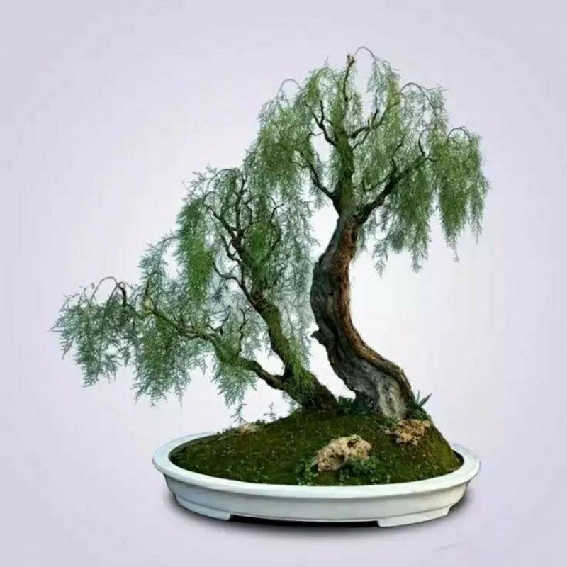 观音柳老桩盆景柽柳大桩盆栽室内阳台易养庭园耐寒花卉观赏绿植