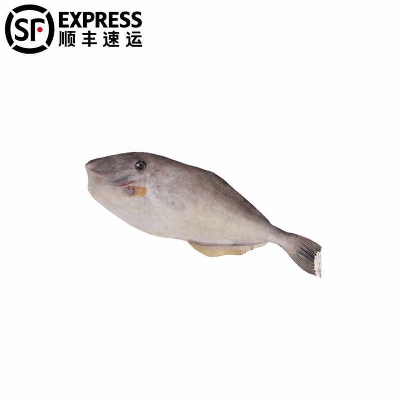 2条顺丰 马面鱼大扒皮鱼新鲜大号冷冻马面鱼野生深海捕捞海鲜鱼肉