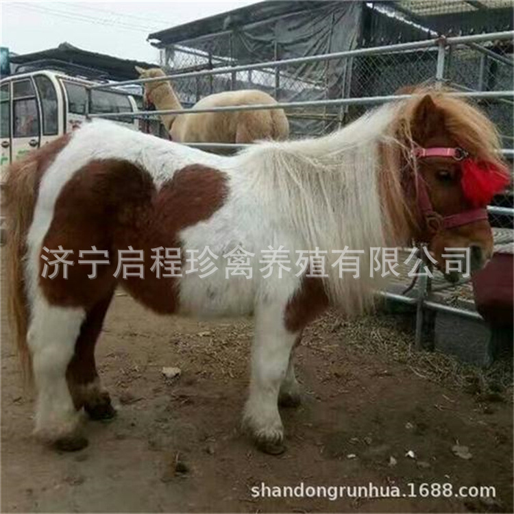 呆萌迷你矮马出售马匹养殖场出售宠物迷你矮马矮脚马出售价格