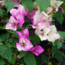 绿艺园艺 三角梅末代皇帝瓦吉德阿里沙庭院灌木花卉耐热耐晒