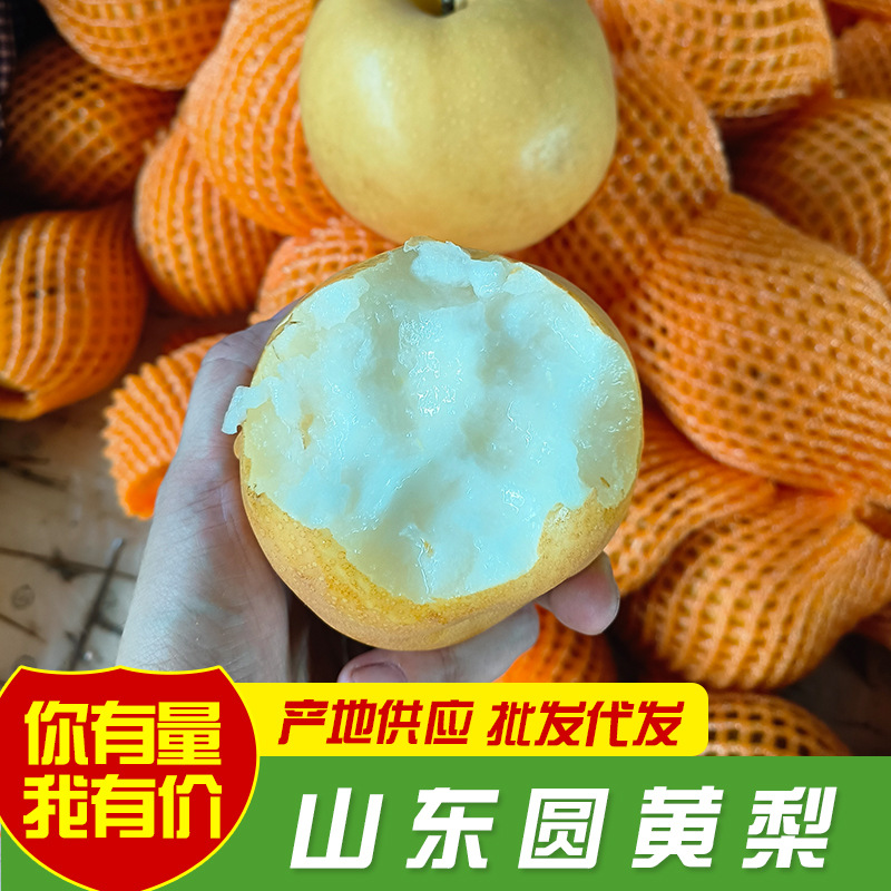广铭现摘先发山东圆黄梨新鲜梨子整箱批发脆甜多汁礼盒装丰水梨
