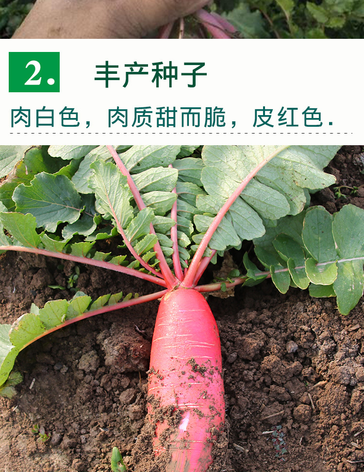 芽货号华煜501水萝卜产地/厂家华煜含水量≤7(%)发芽率≥85(%)净度99