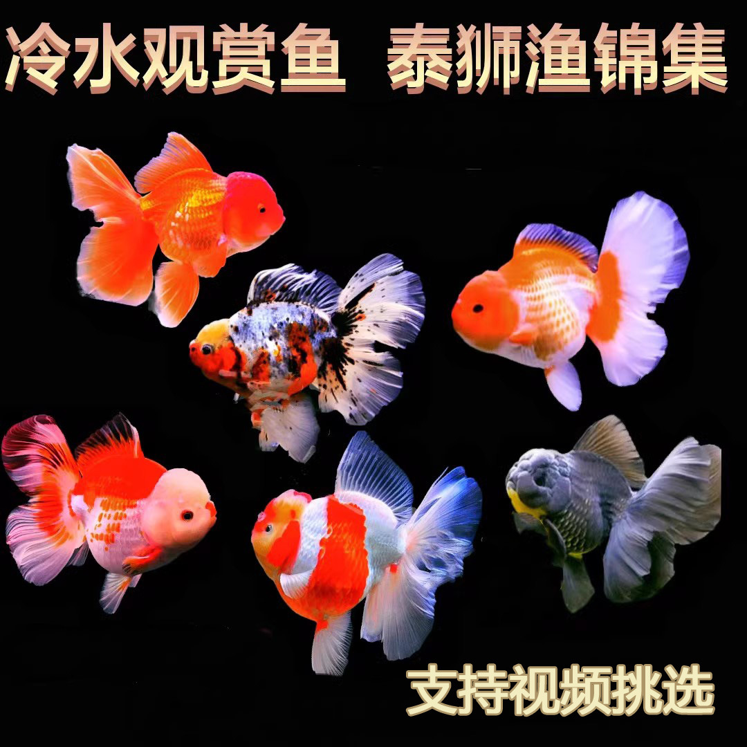 百褶泰狮金鱼活体冷水鱼观赏鱼精品活鱼好养耐活淡水鱼苗兰寿包邮