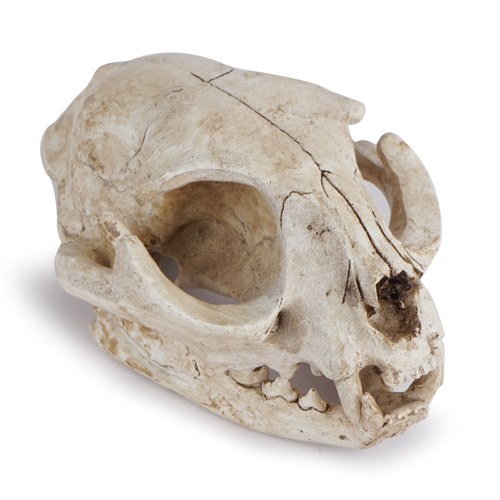 猫头骨骷髅头参考模型树脂动物骨骼骨架动物头骨模型树脂骷髅头