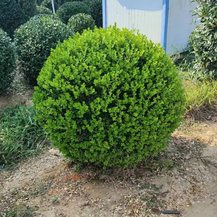 工程绿化树 大量 供应小叶黄杨球 瓜子黄杨 大叶黄杨 黄杨树苗圃