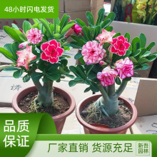 沙漠玫瑰盆栽四季花卉绿植物老桩室内阳台小盆景开花不断