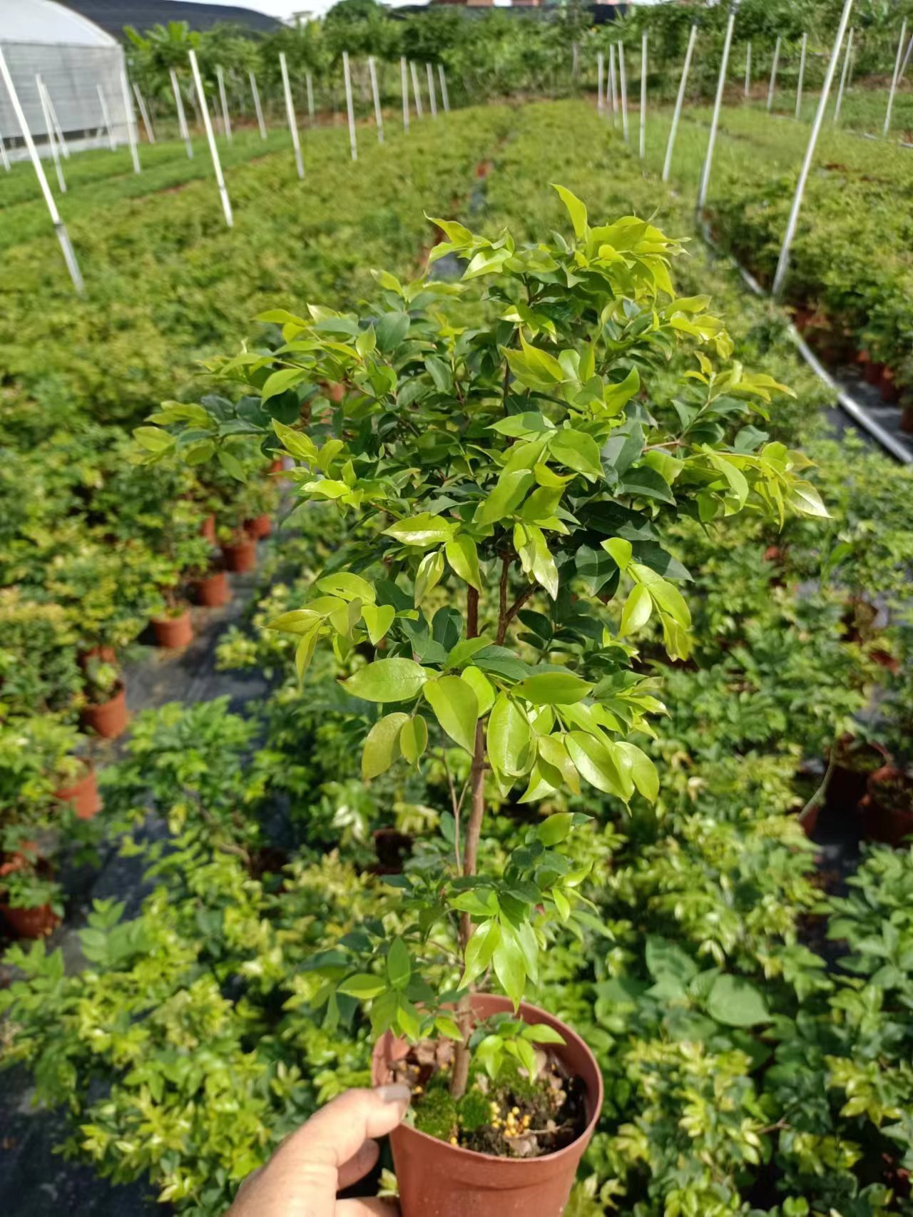 基地直批嘉宝果树葡萄沙巴树苗盆栽室内庭院四季好养易活观叶绿植