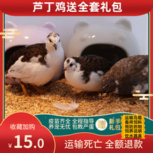 芦丁鸡活体全色系颜色变异鹌鹑宠物活苗观赏鸡活物下蛋鸟种蛋包活