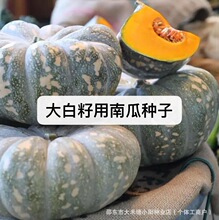 大白籽用南瓜种子四季专门产子的多子南瓜种子白瓜籽粒大白多均匀