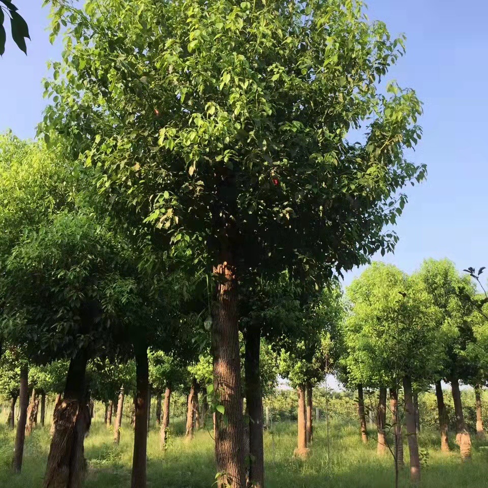 绿化苗木香樟树木樟樟木子香蕊番樟乌樟芳樟树桴樟哪里便宜