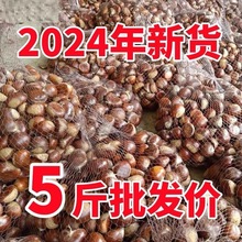 新鲜板栗5斤新鲜农家现摘生板栗毛栗子正宗油栗非迁西板栗