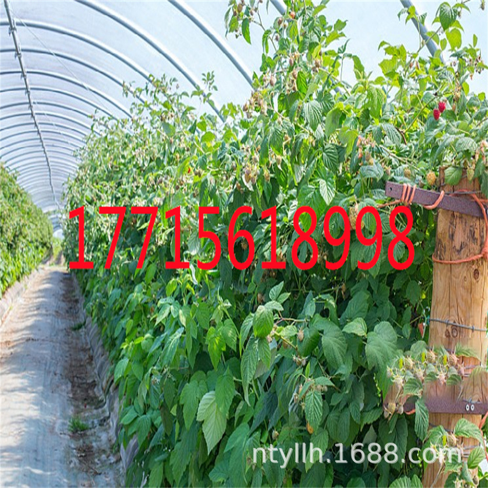 秋萍双季树莓覆盆子树苗盆栽地栽黑树莓红树莓苗南北方种植果树苗