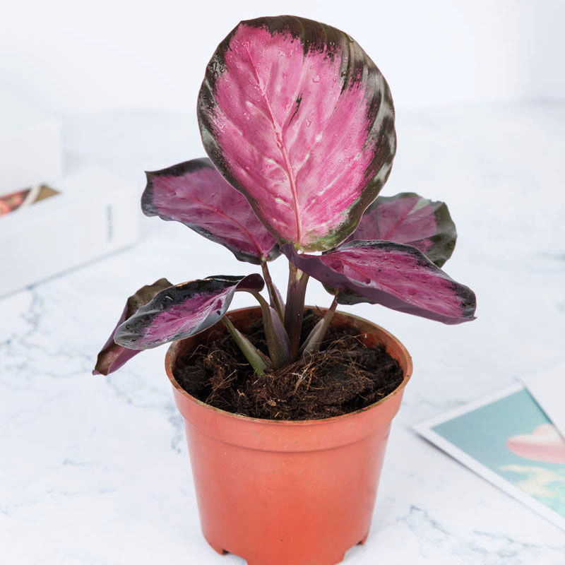 彩美丽竹芋盆栽彩叶植物黑玫瑰苹果双线青纹竹芋室内办公耐阴花卉