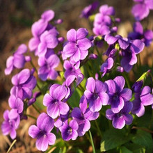 紫花地丁种子四季开花易种活的阳台盆栽绿植庭院花卉种子花海花籽