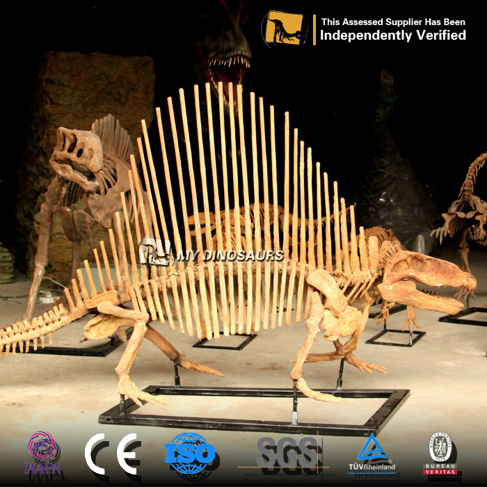 还原博物馆恐龙骨架 异齿龙骨骼化石标本 景区公园热销新款摆件