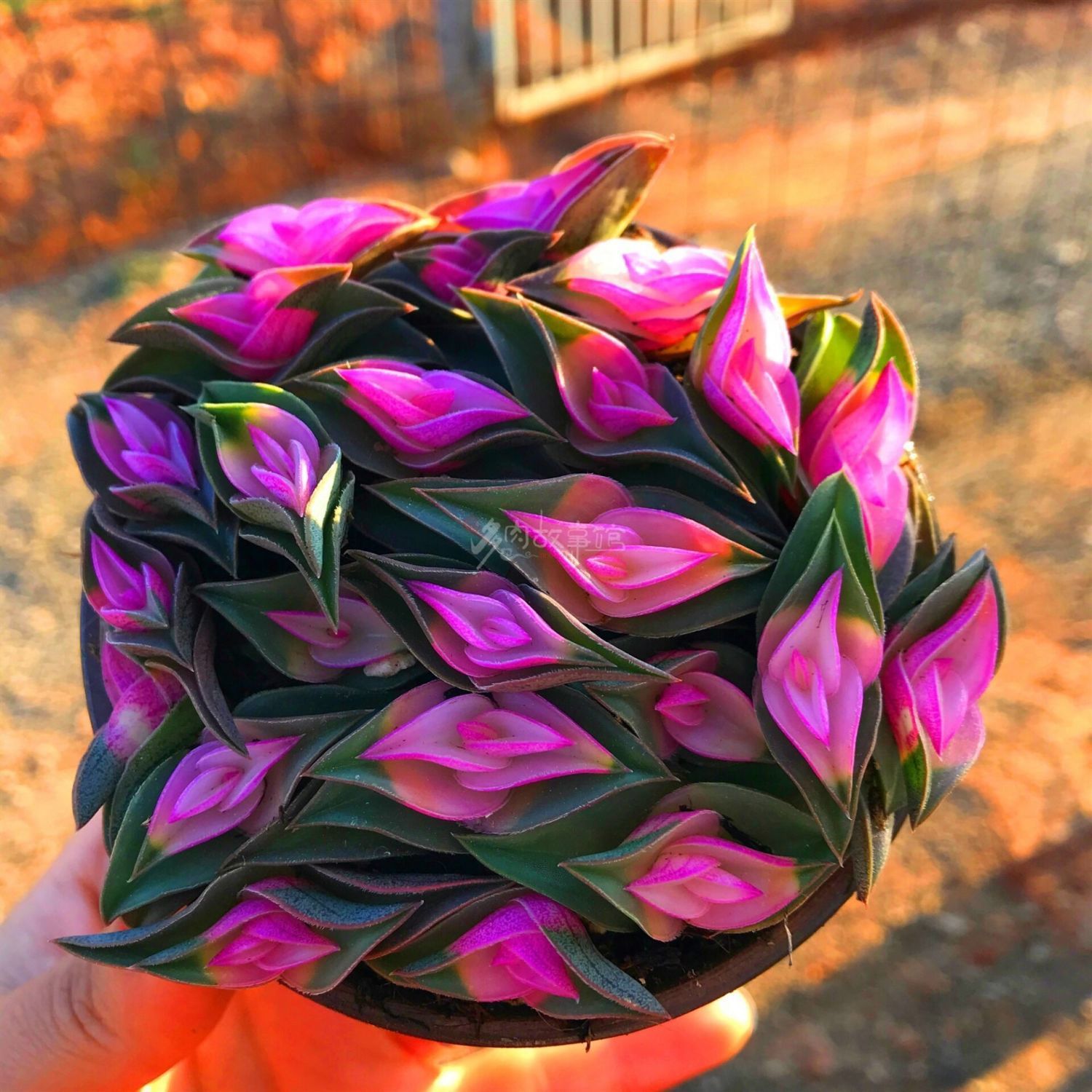 一帆风顺锦上添花多肉植物事事顺心寓意室内桌面多肉花卉盆栽