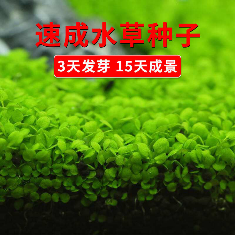 厂家水草鱼缸造景套餐迷你矮对叶珍珠牛毛水草种籽新手草缸