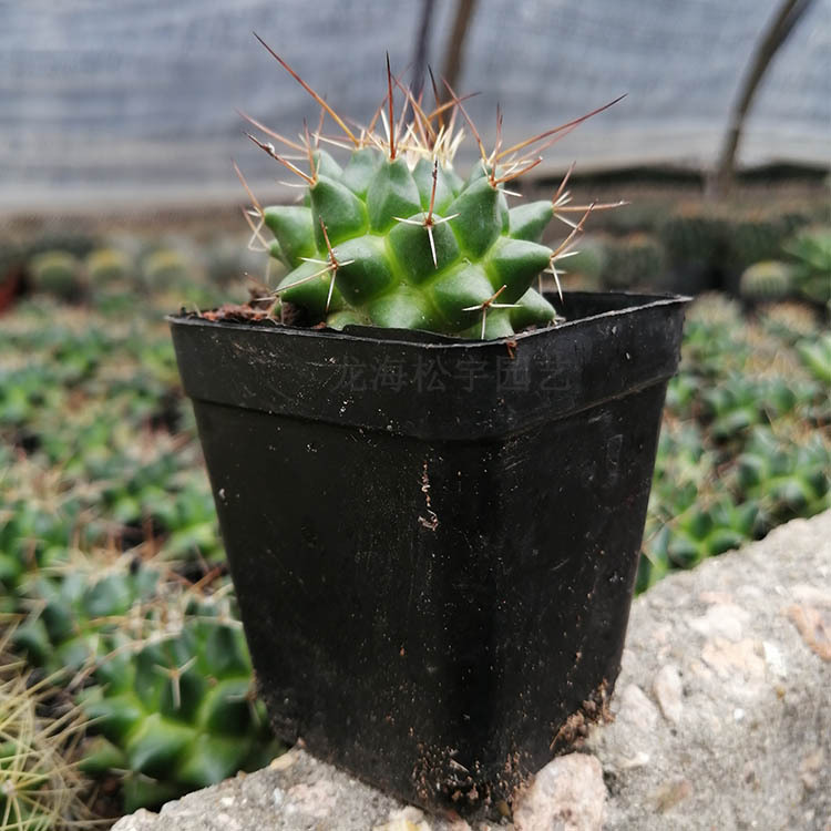 多肉植物批发 约4-6cm 魔象 毛象仙人球 裸根 花卉盆栽绿植