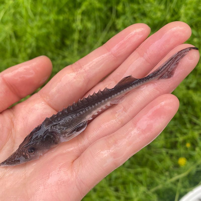 观赏鱼活体冷水鱼淡水鱼鲟龙鱼苗清洁鱼清道夫吃垃圾混养锦鲤金鱼