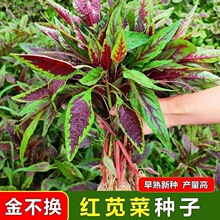 红叶苋菜种籽柳叶见菜种子高产长寿菜补铁补钙四季细叶汉菜野青菜