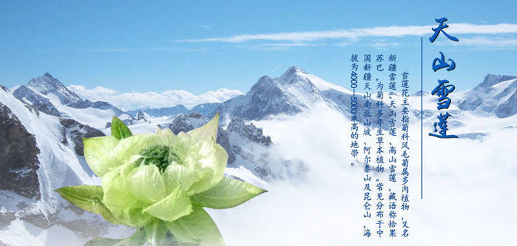 新疆天山雪莲花大朵干花滋补泡酒雪莲花冰山雪莲