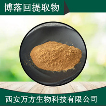 博落回提取物10:1血根碱白屈菜提取物现货直销批发博落回提取物