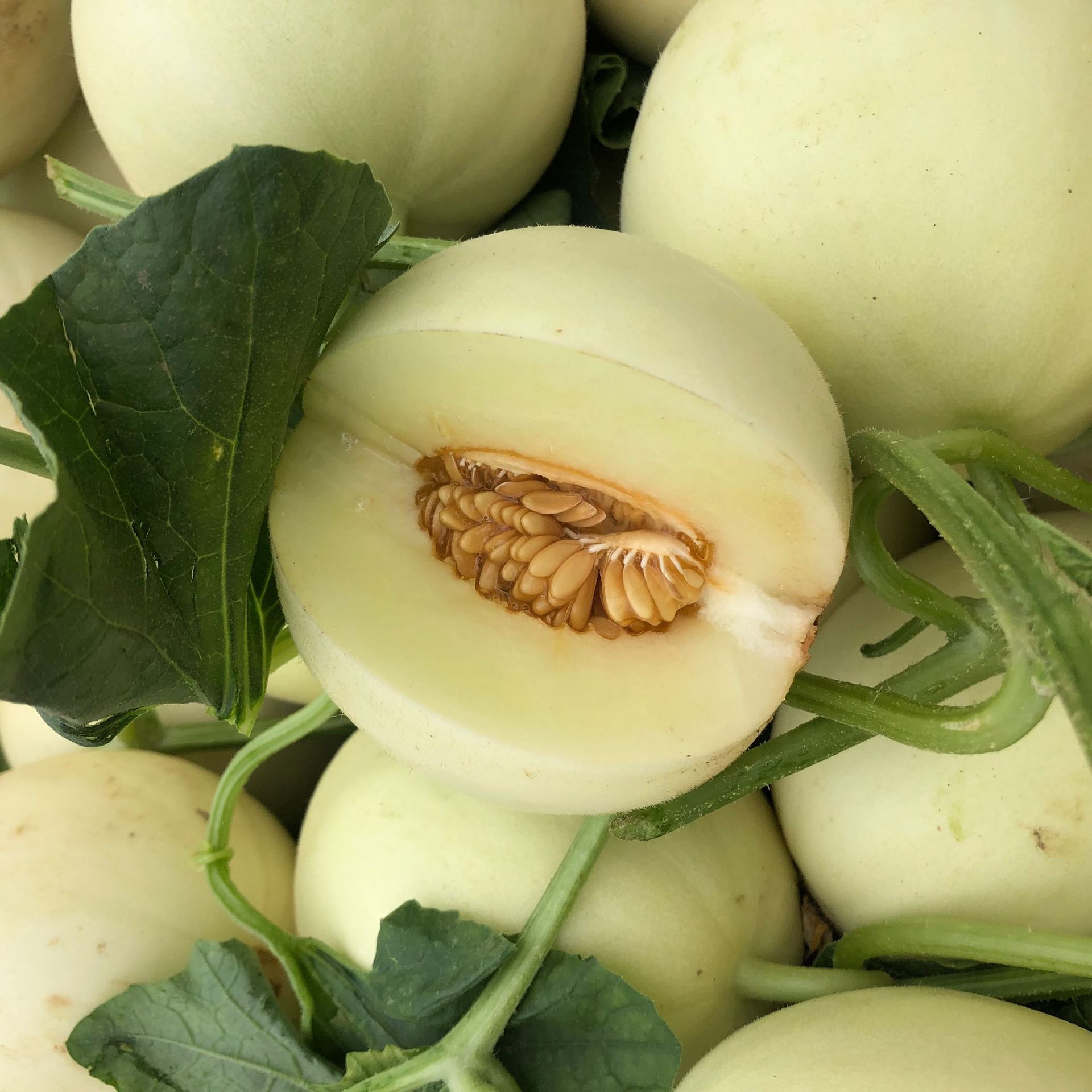 现摘头茬陕西阎良甜瓜香甜多汁白皮小籽蜜瓜脆瓜香瓜产地直发