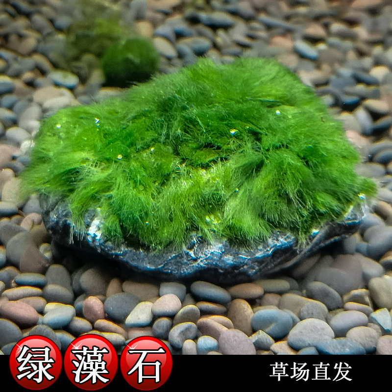 绿藻石小鱼缸装饰真水草水生植物活体懒人水藻水族箱造景石批发