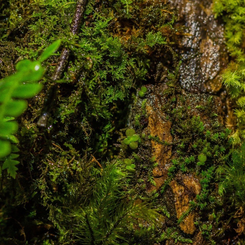 生态盒薇景观桌面绿植苔藓原生态桌上顺丰办公长条防腐代发亚马逊