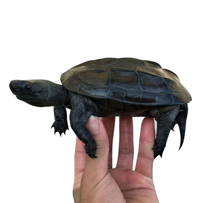 墨龟纯种全黑中华草龟苗乌龟掌中宝乌龟活物镇宅招财顶墨半墨全墨