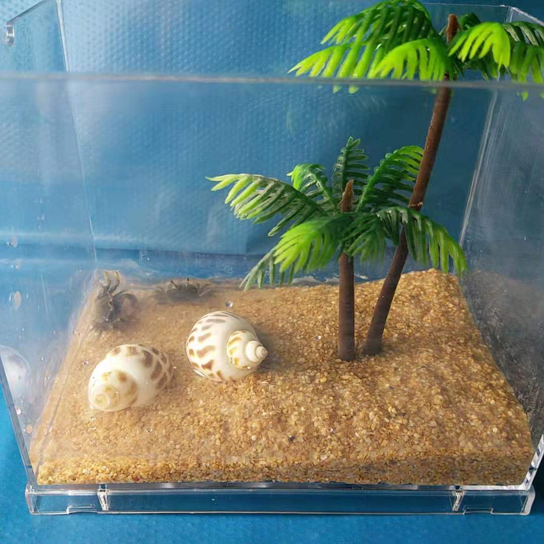 迷你辣椒蟹桌面系小宠物不喂食生态系统缸造景儿童礼物小号缸可爱
