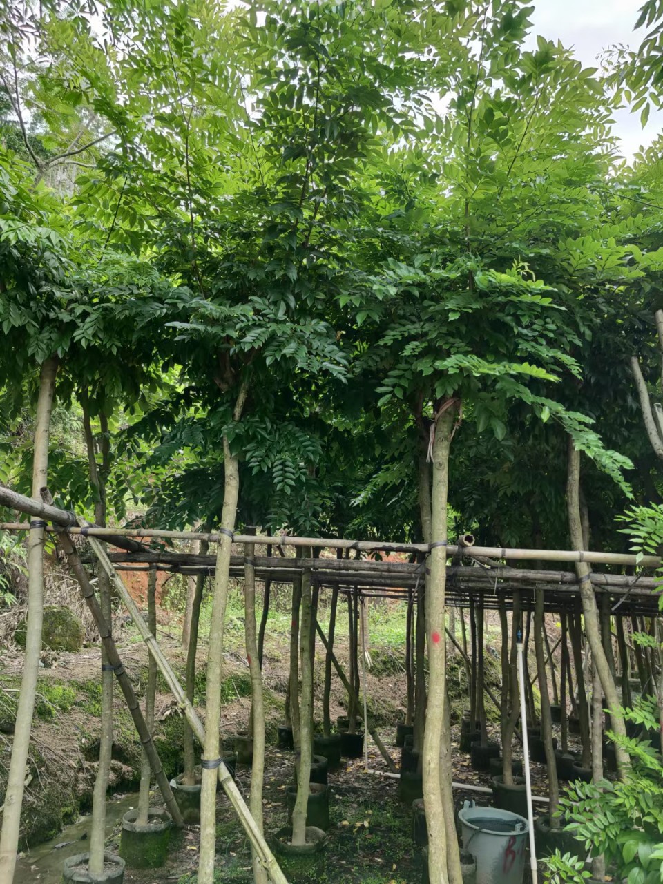 广东揭阳普宁正宗海南黄花梨名贵树花梨木降香黄檀树假植袋装树苗