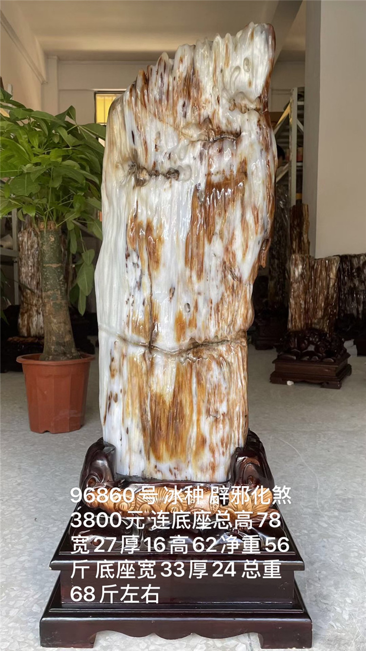 树化玉缅甸木化石