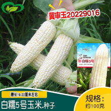 北京四海京甜糯807玉米大棒甜加糯1比3粘黏白甜糯玉米种子蔬菜籽