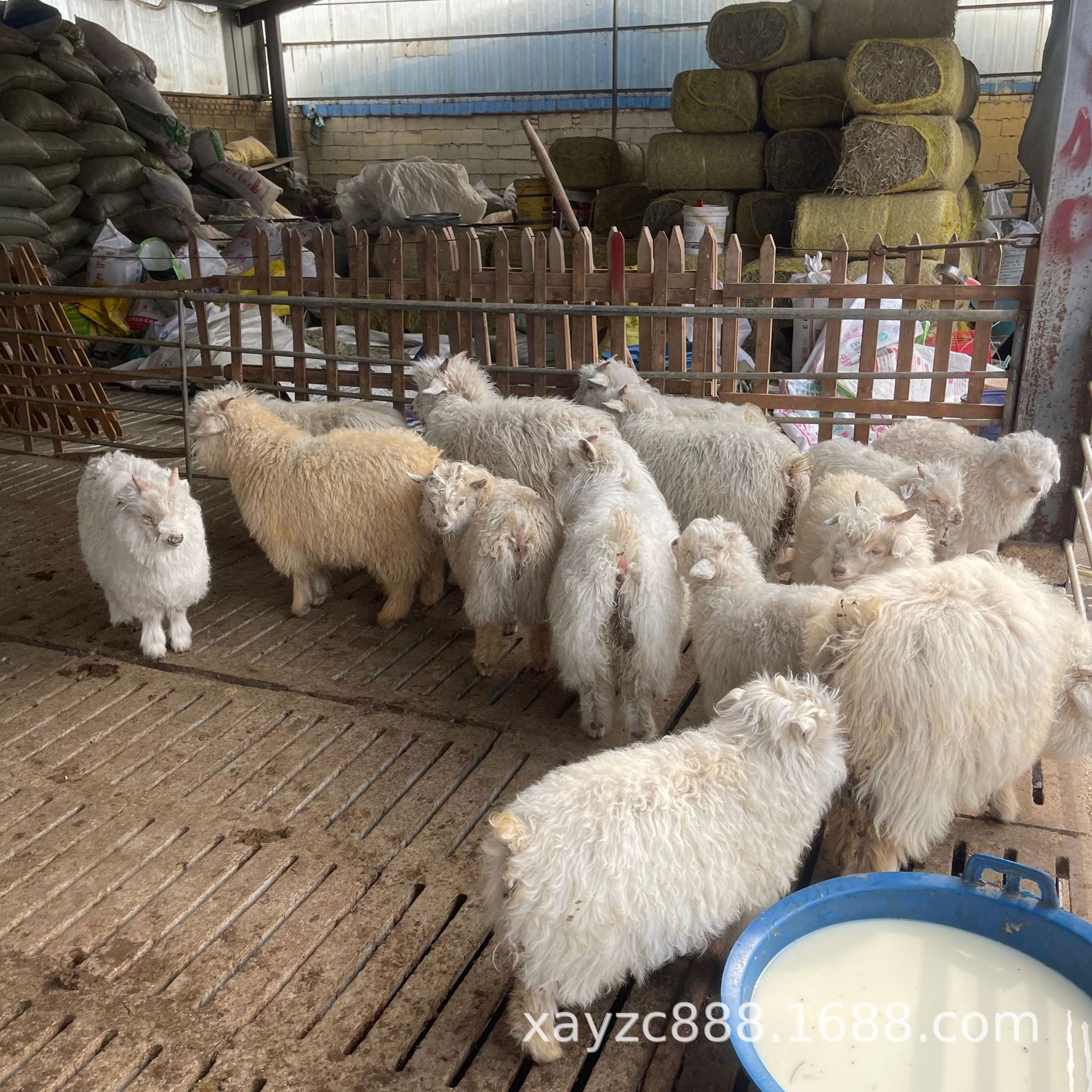 宠物活体宠物羊活体绒山羊家养小型景区观赏网红萌宠 宠物羊-阿里巴巴