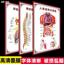 。人体内脏解剖系统示意图器官结构医院门诊耳鼻喉脊柱解析挂图墙