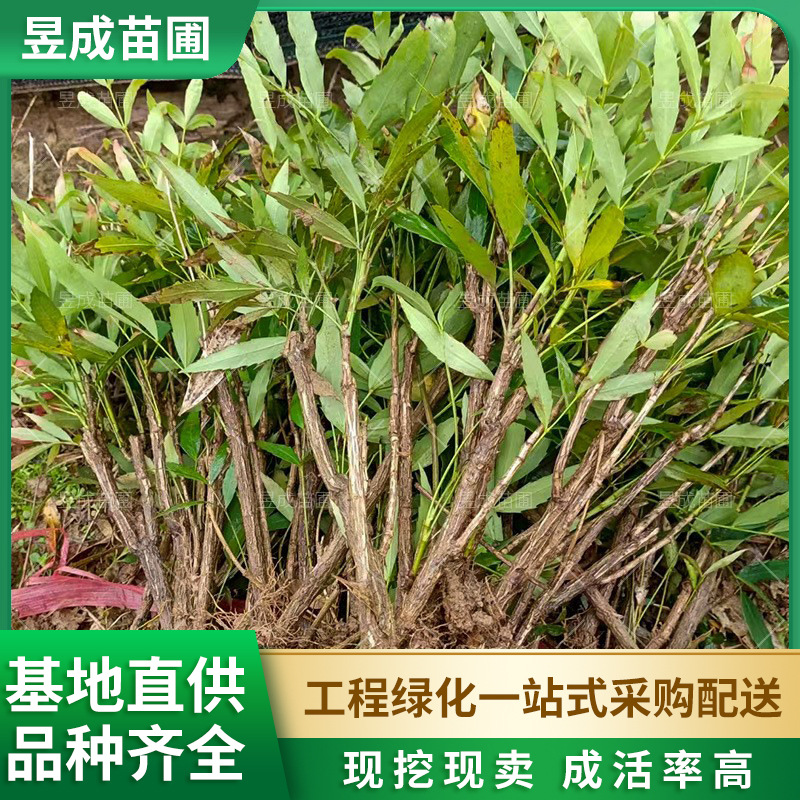 十大功劳地苗园林工程绿化苗木常绿灌木25-40公分高十大功劳树苗