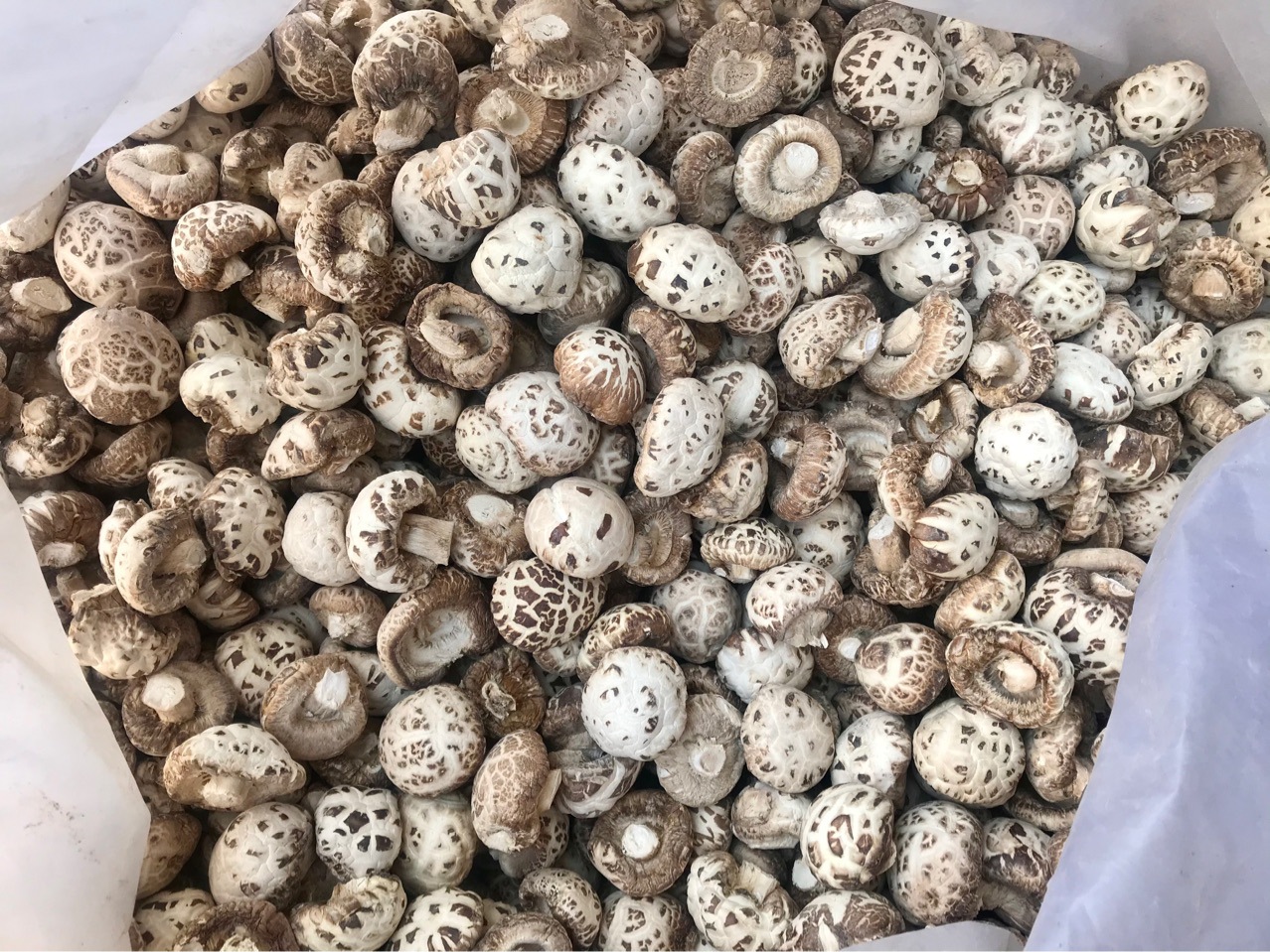 泌阳天白花菇干货剪脚剪脚干香菇冬菇肉厚蘑菇食用菌农产品批发