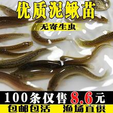 批发泥鳅鱼苗台湾淡水鱼养殖食用乌龟红龙活体饲料筏钓青鳅鱼鳅苗