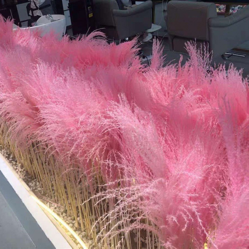 蒲苇网红小芦苇干花浮尘花橱窗婚庆芦苇花落地插花装饰花花束