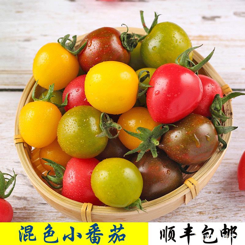 彩色圣女果新鲜樱桃小番茄黄色红色绿色迷彩4色混装小西红柿-阿里巴巴