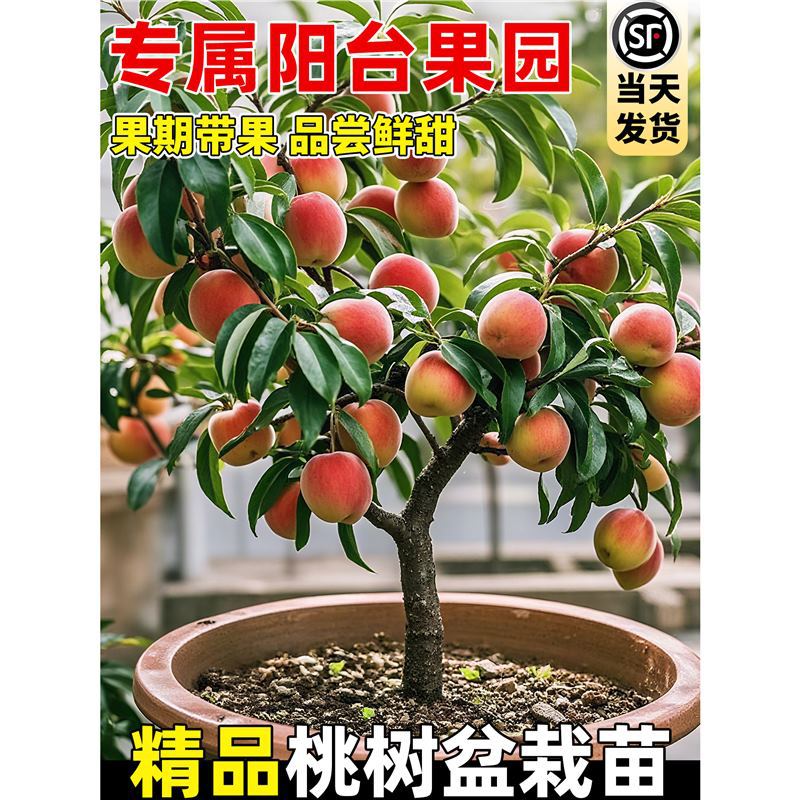 桃树果苗盆栽春雪红桃嫁接黄桃树苗血桃子带土带叶南北方庭院种植