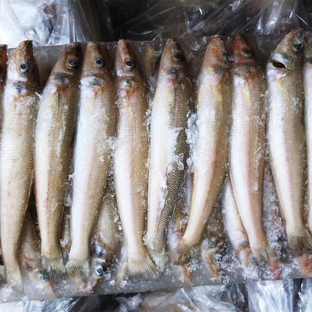 沙丁鱼新鲜