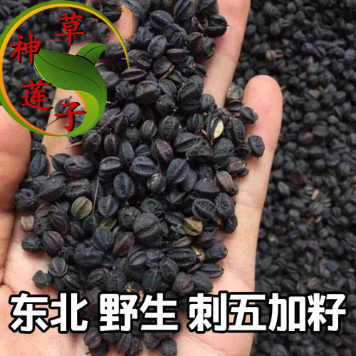 野生种植刺五加籽 泡酒用药草 东北特色中药材 茶饮原料刺五加茶