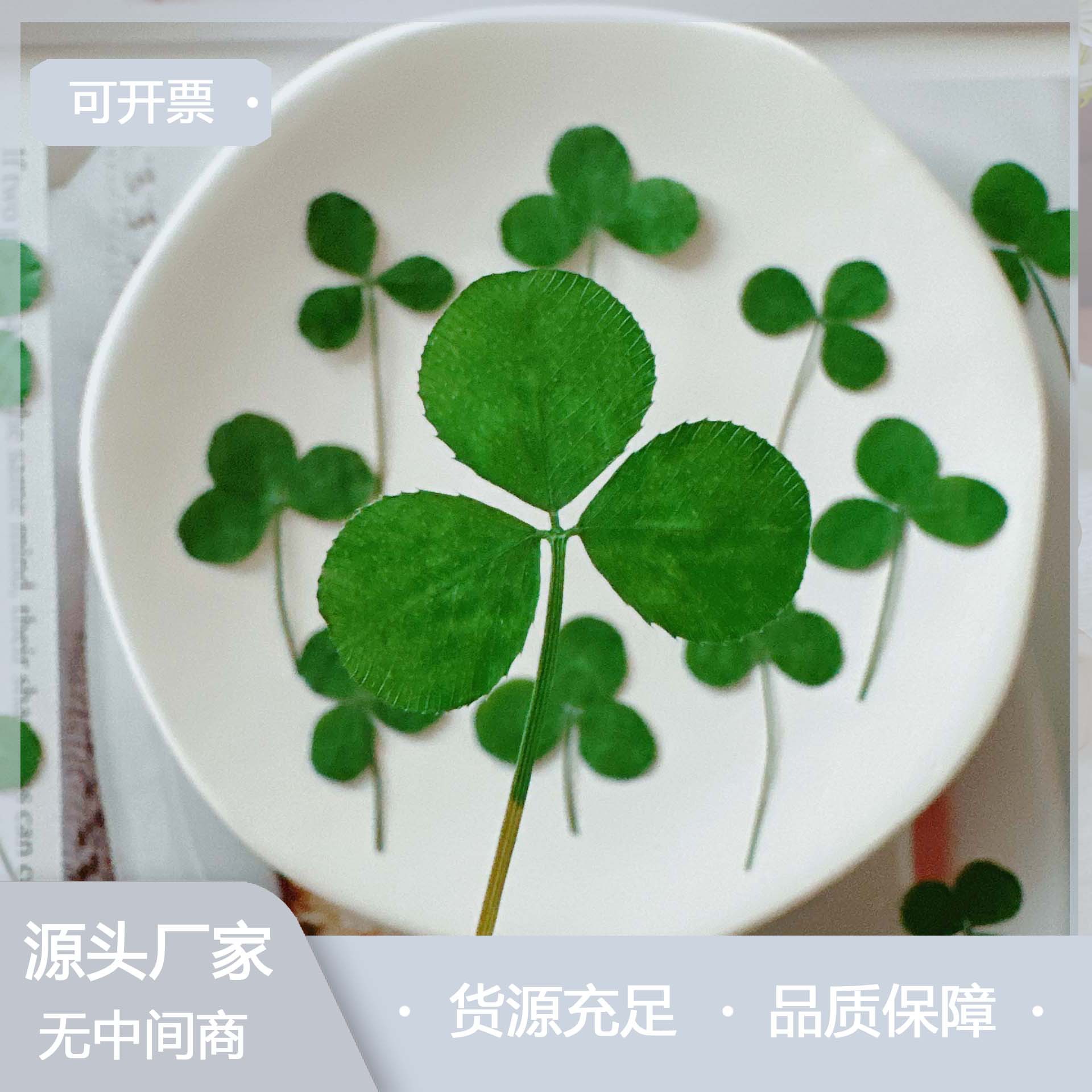 压花三叶草 植物标本diy手工材料滴胶手机壳书签团扇幸运草贴脸画
