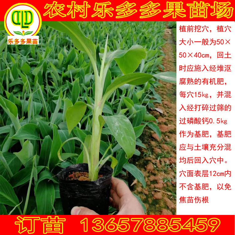 威廉斯b6香蕉苗组培苗树粉芭西当年结果四季栽金银粉