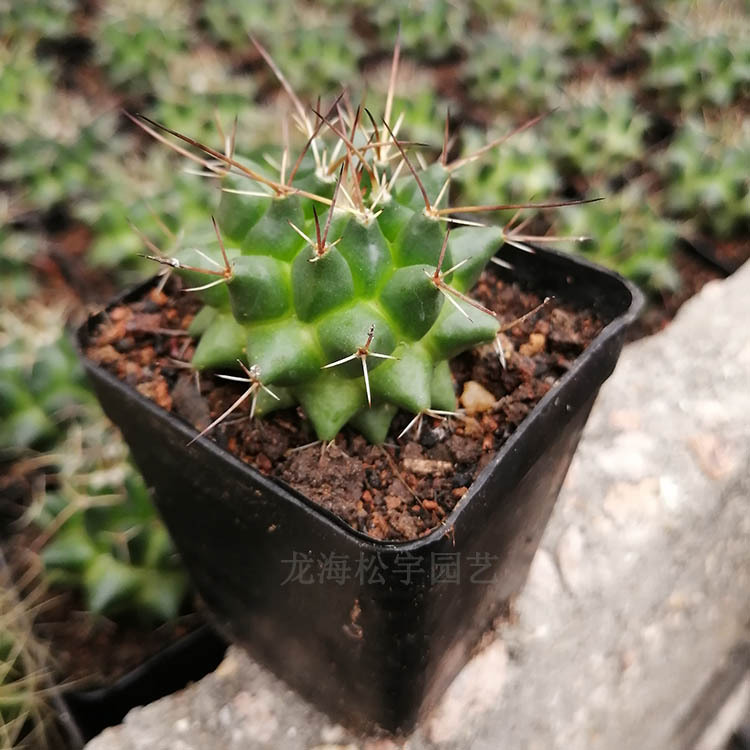 多肉植物批发 约4-6cm 魔象 毛象仙人球 裸根 花卉盆栽绿植